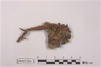 藏品(絨衣屬)的圖片